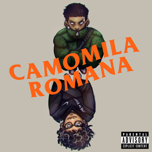 Camomila Romana