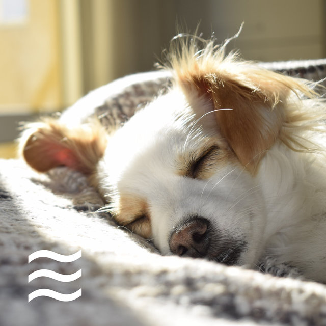 Relaxing Ambient: Calming Pets Music