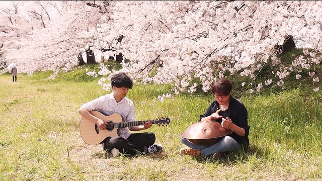When the cherry blossoms arrive