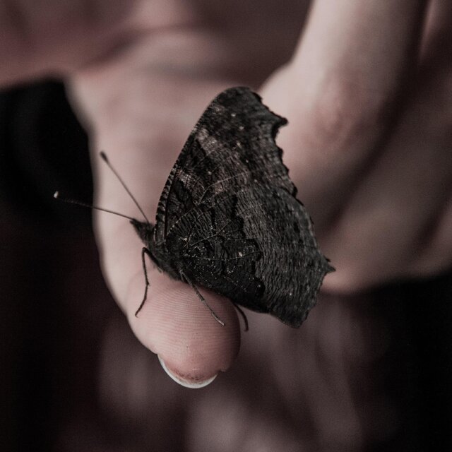 Black Butterfly