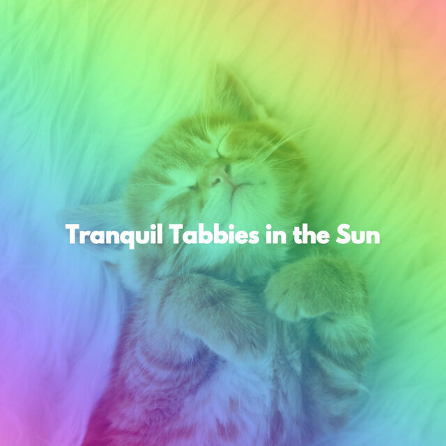 Tranquil Tabbies in the Sun
