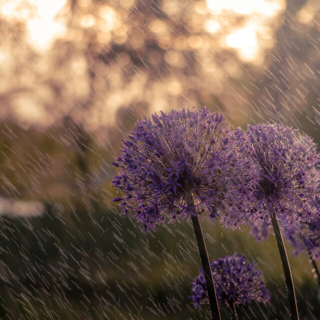 Zen Rain Yoga Flow: Theta Waves