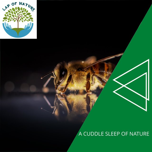 A Cuddle Sleep of Nature