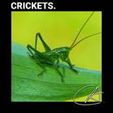 ASMR Calm Crickets sounds in Forest with no fade for Sleep Aid