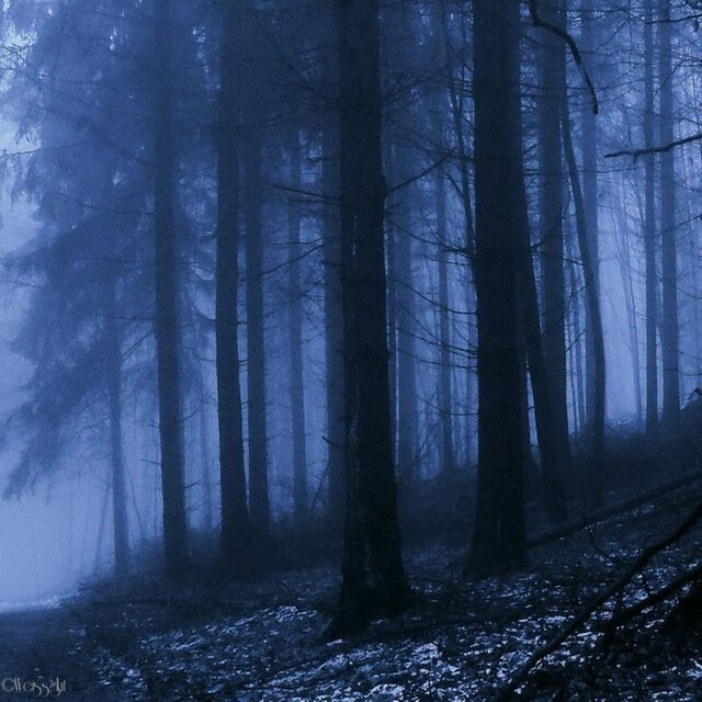 Midnight Reverie