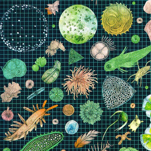 PLANKTON SHELDON