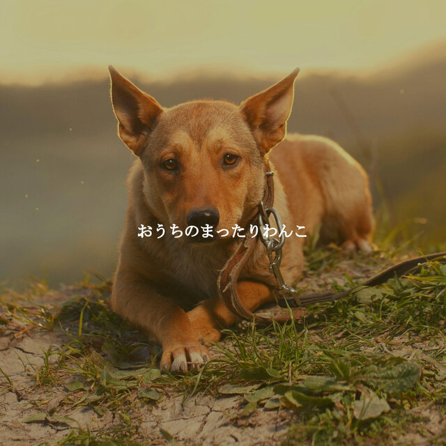 おうちのまったりわんこ