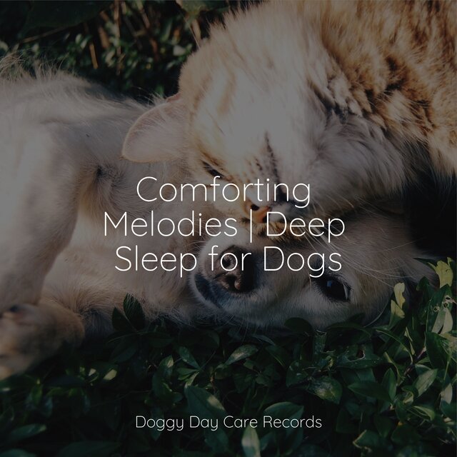 Comforting Melodies | Deep Sleep for Dogs