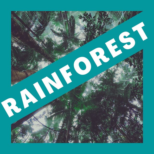 Rainforest