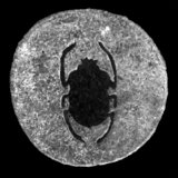 Abdju