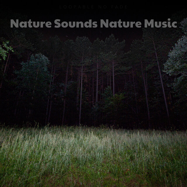 Field of Air and Silence (Night Time Crickets and Meditation)
