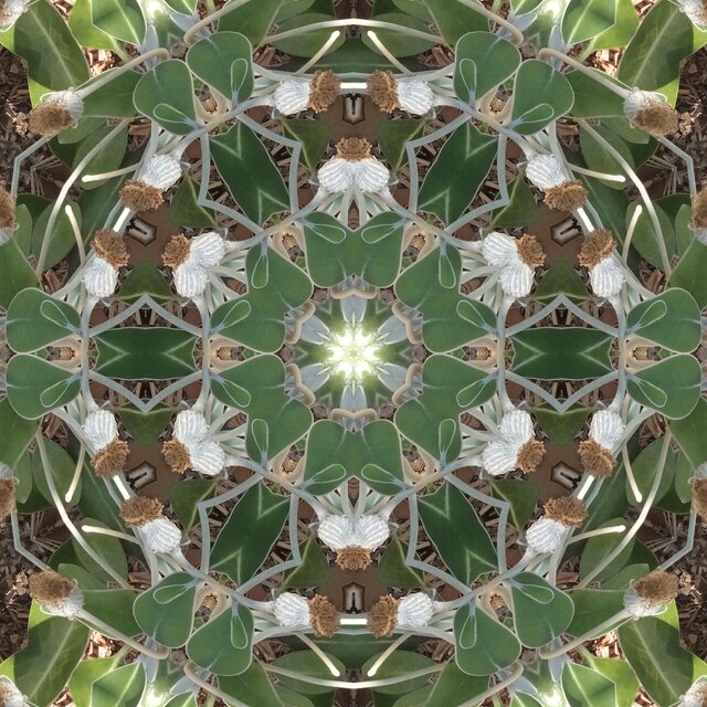 Pulse of the Ancients - Rife Frequencies