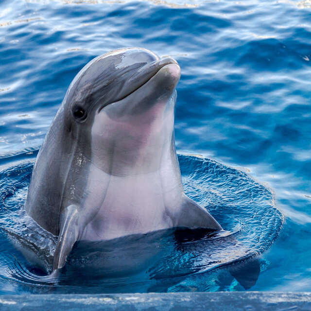Dolphins