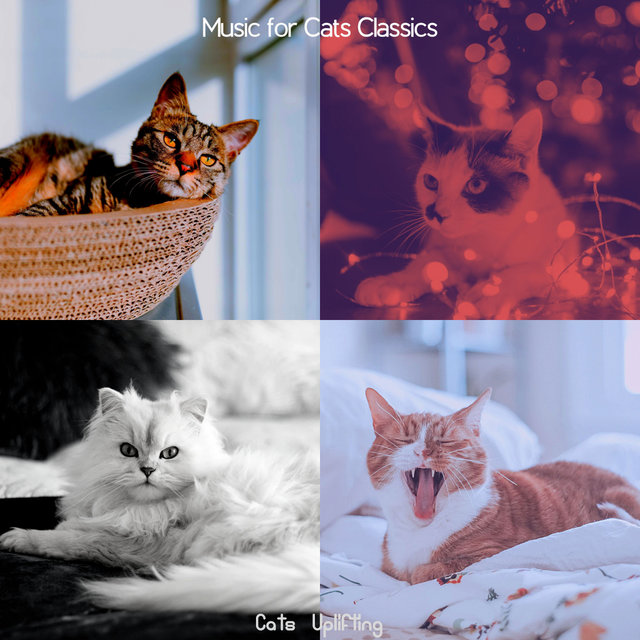 Cats - Uplifting
