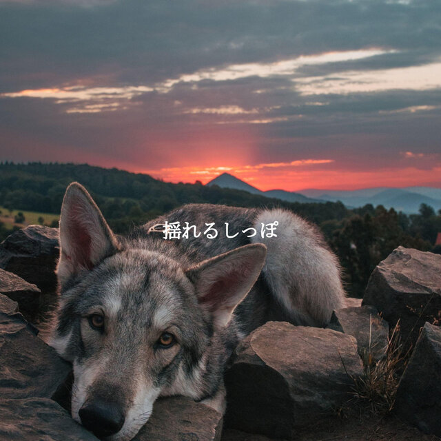 揺れるしっぽ