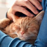 Música Tranquila Para Gatos