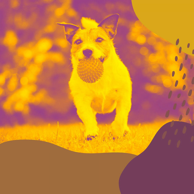 Joyful Bossa Saxophone - Background for Doggy Stress