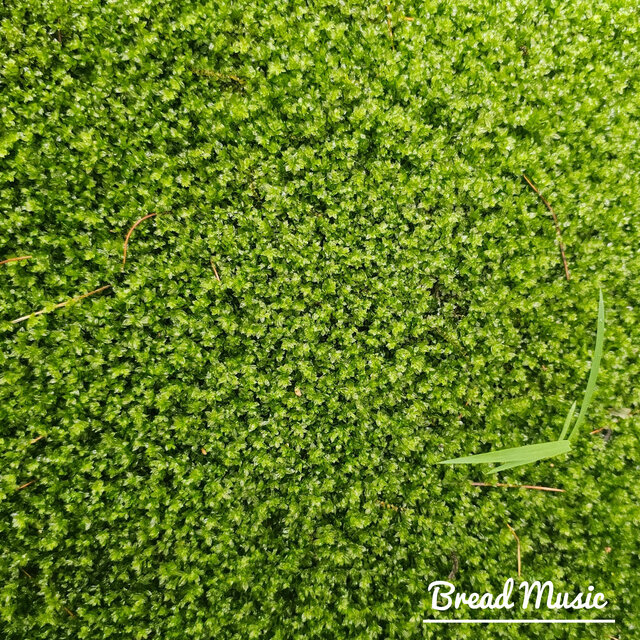 Soft Piano Music for Reading. 20 Tracks (Grass Bugs Sound) |  Moss Whispers Underfoot