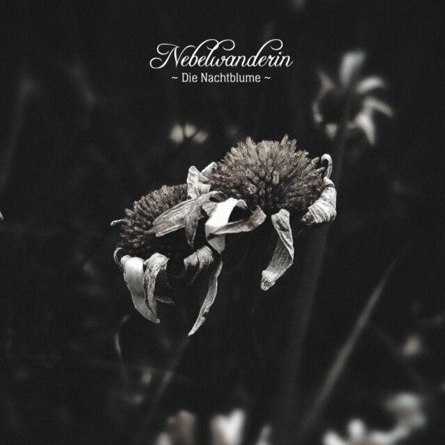 Nachtblume