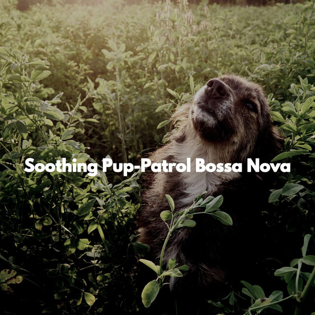 Soothing Pup-Patrol Bossa Nova