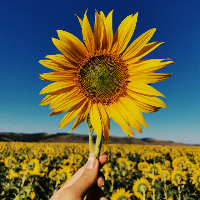 The Freedom of Summer