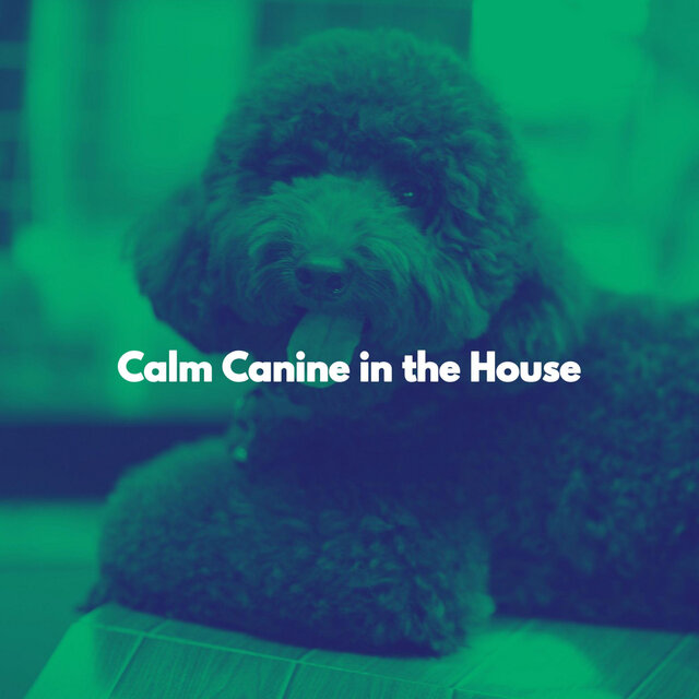 Calm Canine in the House
