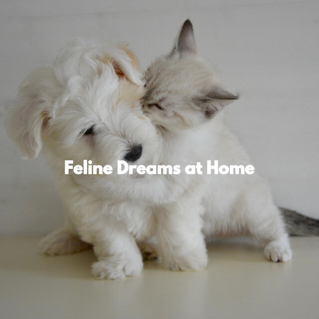 Feline Dreams at Home