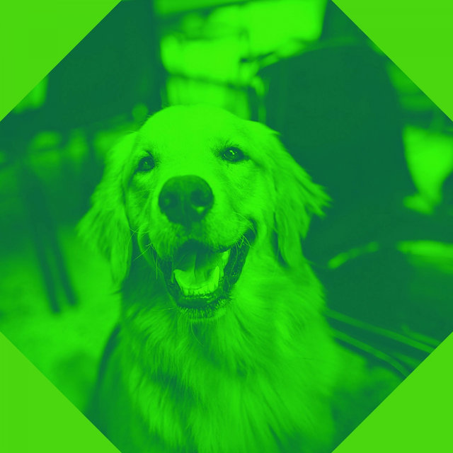 Easy Listening Guitar Solo - Background for Anxious Puppies