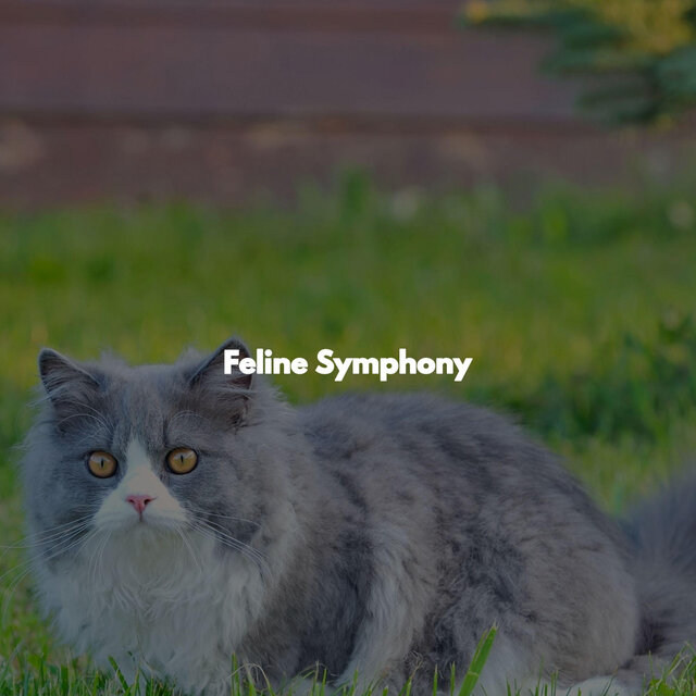 Feline Symphony