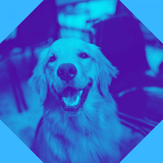 Music for Calming Your Dog - Acoustic Guitar