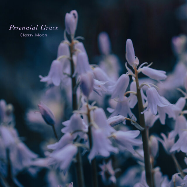 Perennial Grace