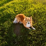 Calming Sounds for Dogs