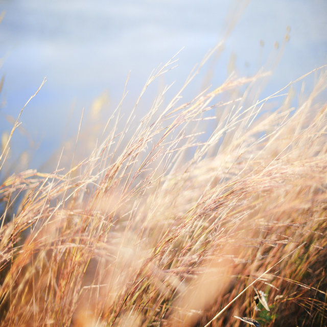 Gentle Wind