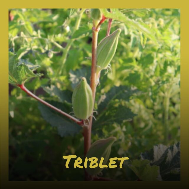 Triblet