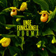 Cover art for album DOGMA by Unge Funksjonell, CRTCL