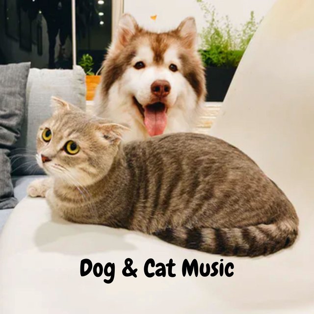 Soothing Music for Dogs and Cats