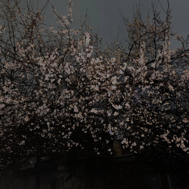 White bunny (feat. George Cherkasov)