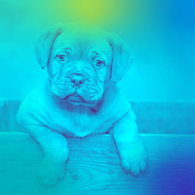 Vintage Brazilian Jazz - Ambiance for Sleepy Pups