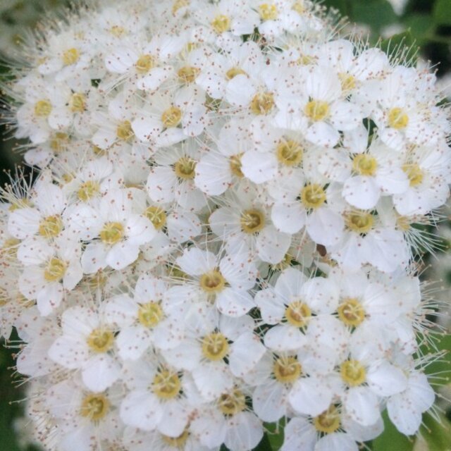 Flower Honey
