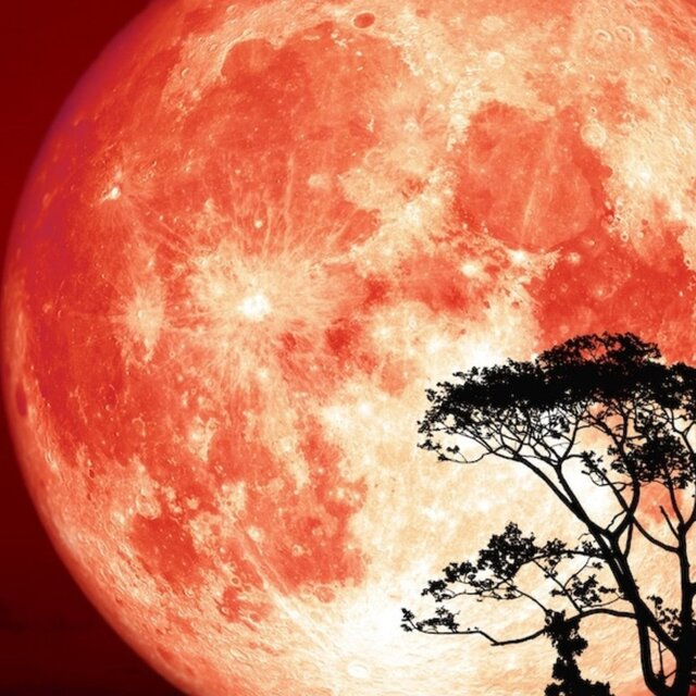 Trance (hunters moon)