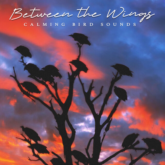 Between the Wings