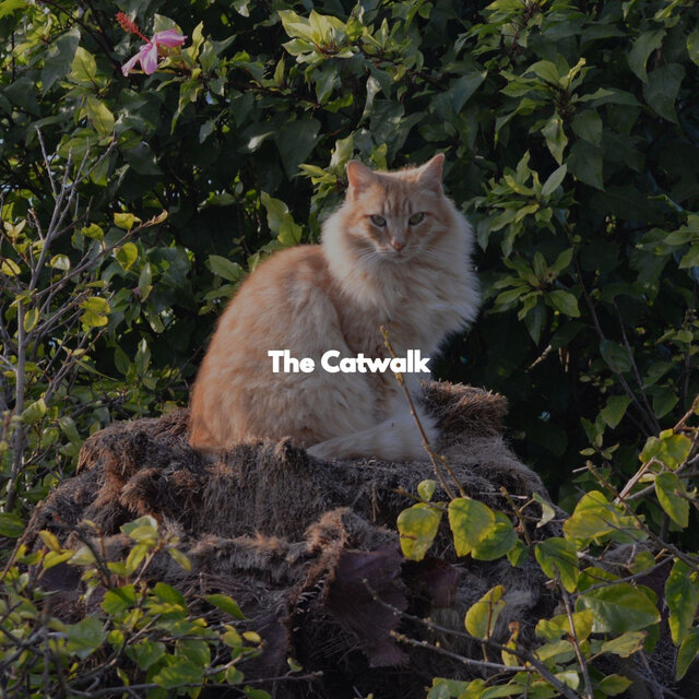 The Catwalk