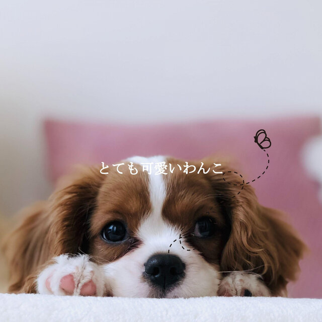 とても可愛いわんこ