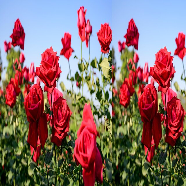 rose