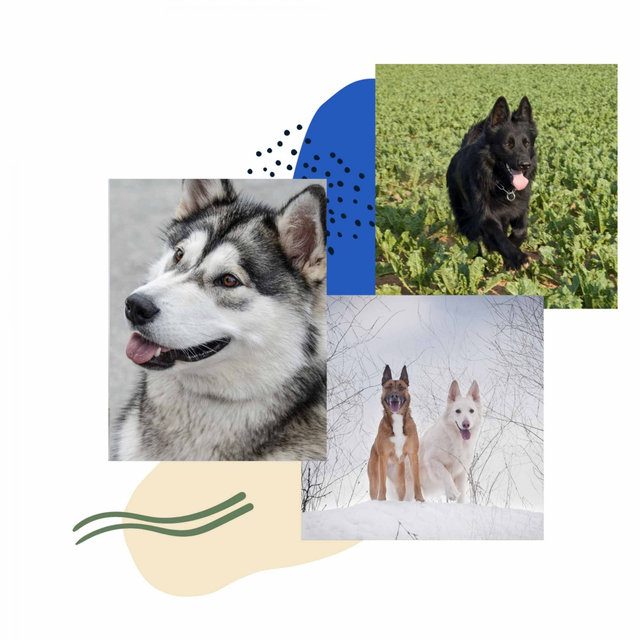Music for Soothing Doggies - Trumpet and Soprano Sax
