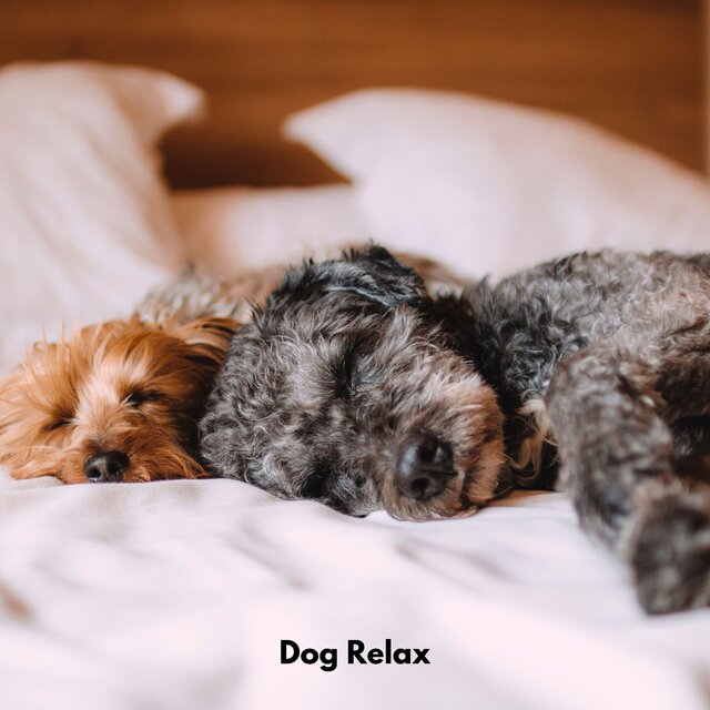 Dog Relax