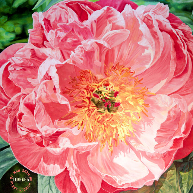 How To Plant Peonies On Mars