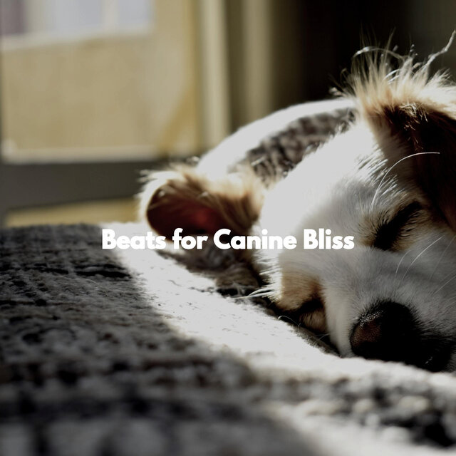 Beats for Canine Bliss