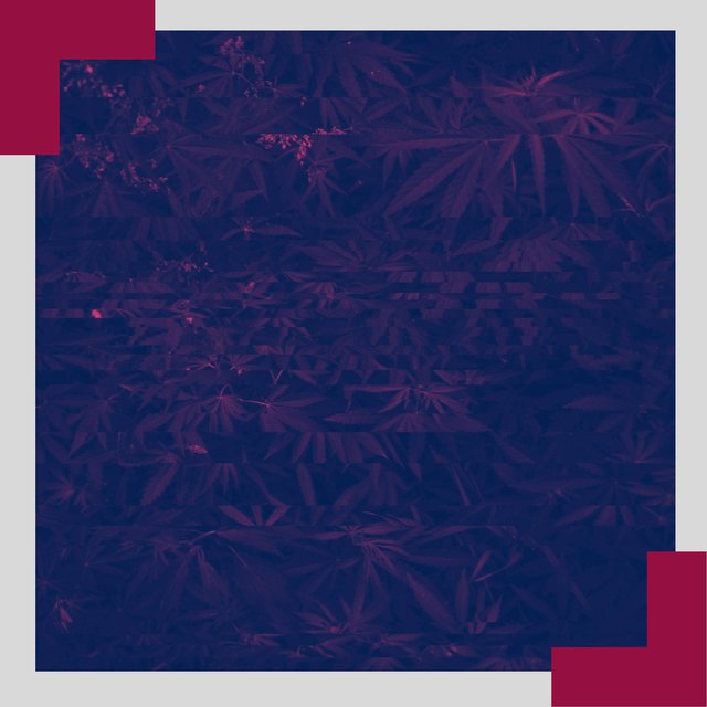 KushLand 2