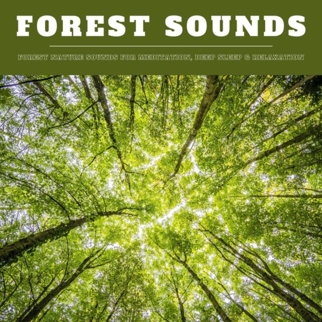 Forest Sounds: Forest Nature Sounds for Meditation, Deep Sleep & Relaxation (Xxl Bundle)